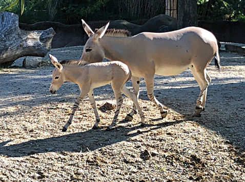 Zoo